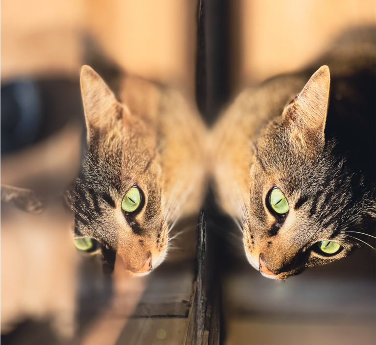 Zwei Katzenköpfe mit leuchtend grünen Augen, die in einen Raum schauen.